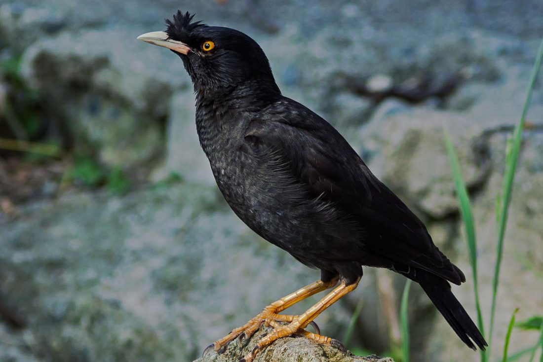 De Kuifmaina is een van uitheemse dieren die op de EU lijst is gezet. De kuifmaina is een zangvogel uit de familie van de spreeuwen.