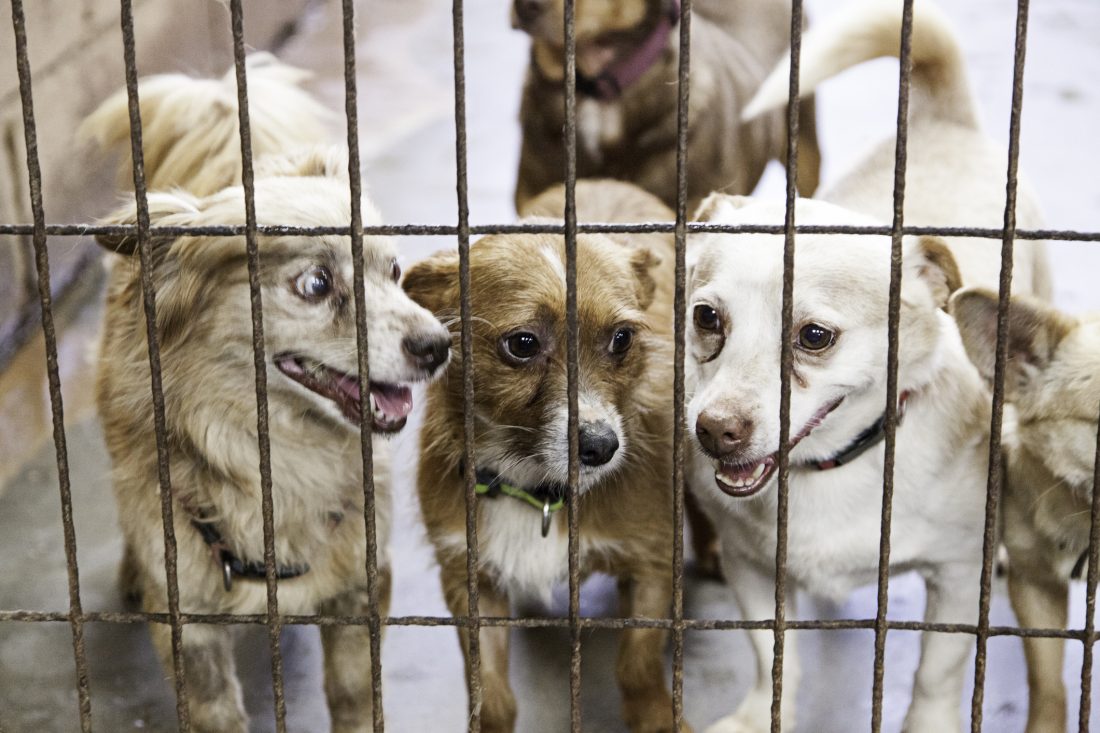 Illustratief | Honden op deze foto zijn niet de honden die in het artikel besproken worden.