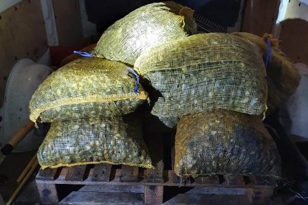 NVWA betrapt illegale schelpenvisserij in Zeeland: 1100 kilo tapijtschelpen