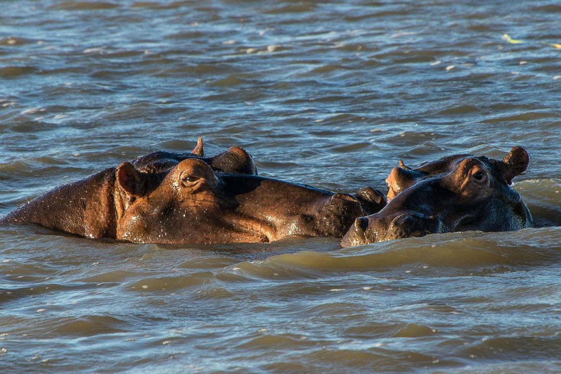Nijlpaarden in de rivier