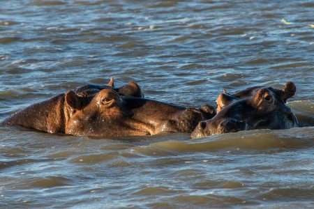 Nijlpaarden in de rivier