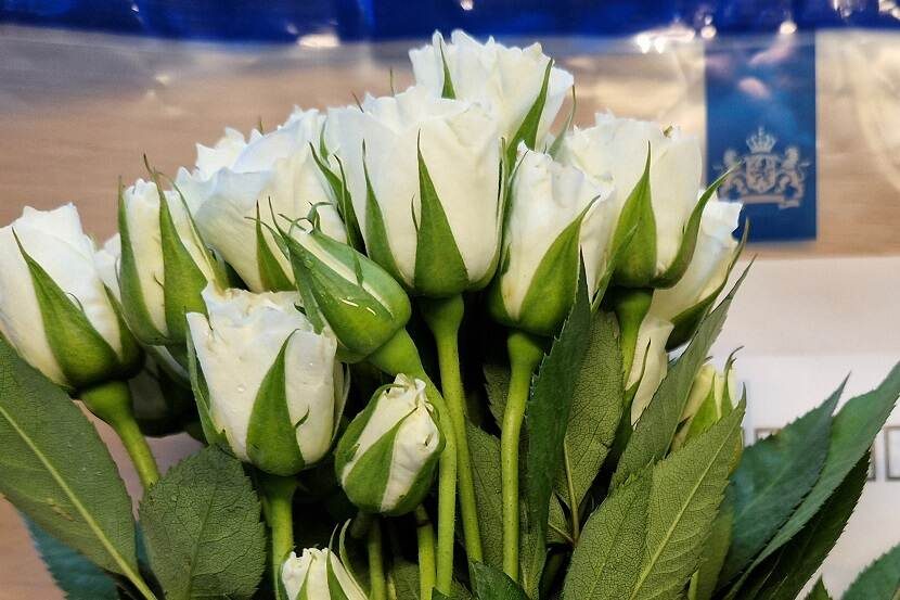 Geïmporteerde witte rozen