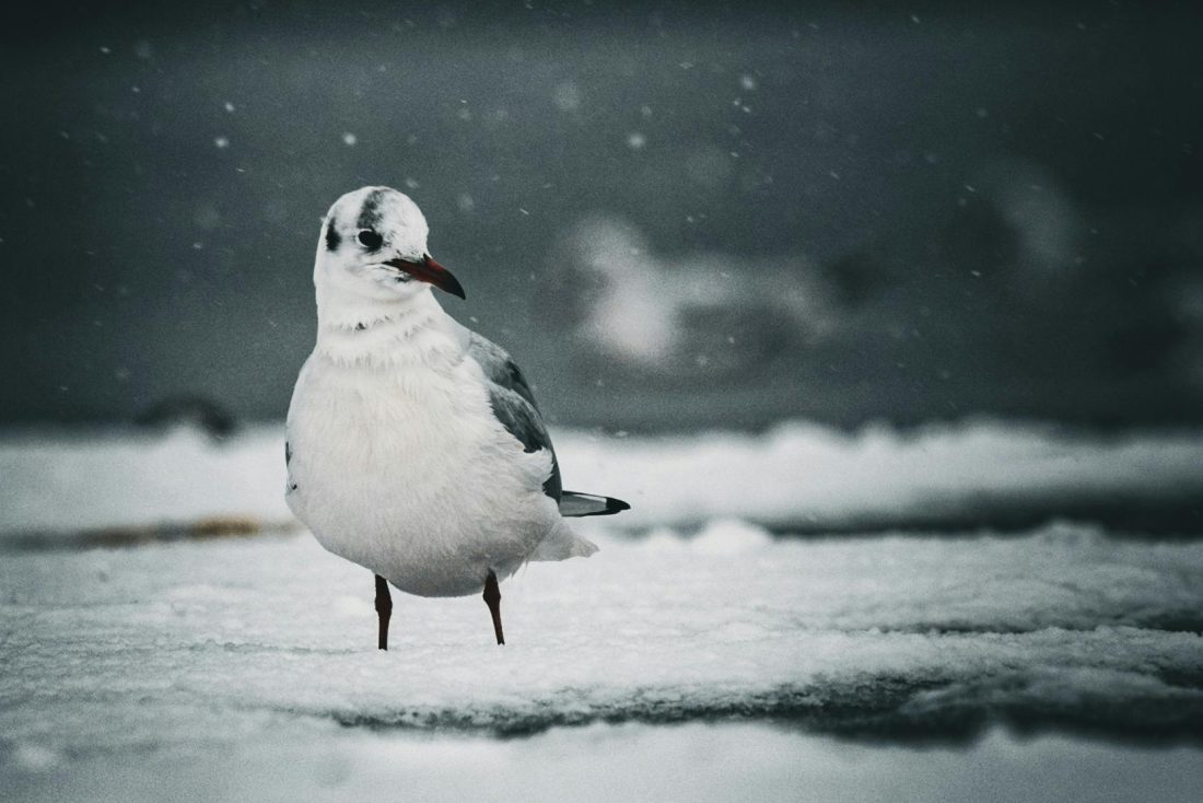 Meeuw in de nattigheid en sneeuw