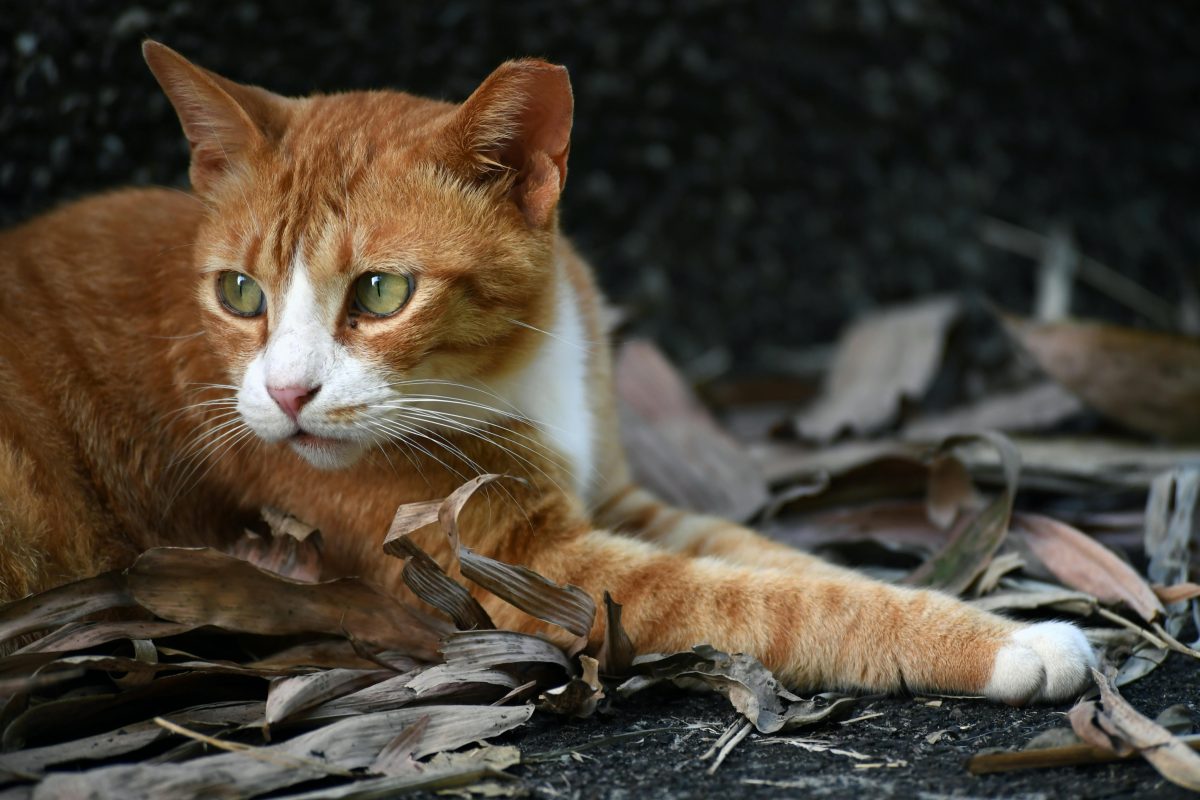 Rode kater dood gevonden in verzwaarde jutezak bij Dirksland