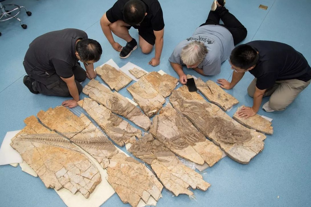 Onderzoeksteam bij Haolong dongi skelet