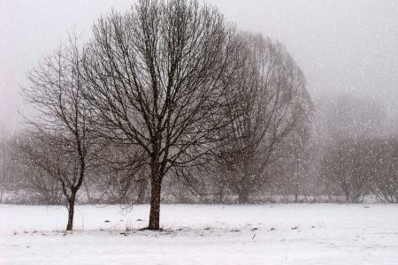 Sneeuwval landelijk met boom